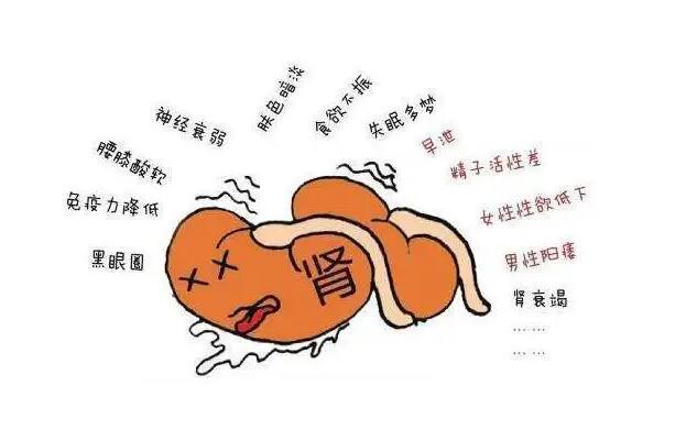 肾虚怎么调理？做到这5个，让你的肾强壮起来-吾尤客