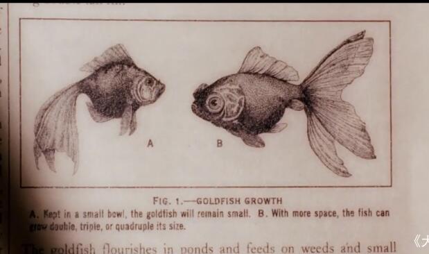 高分奇幻温情电影《大鱼_大智若鱼》-吾尤客