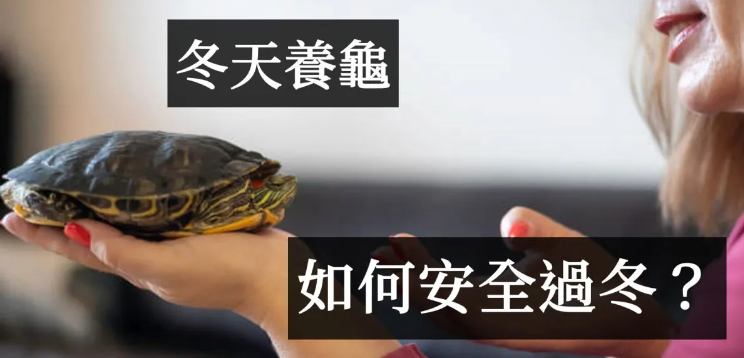 冬天怎么养乌龟？ 冬天养乌龟的7个技巧-吾尤客