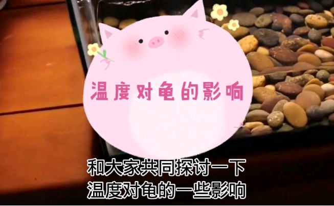 温度会影响龟的性别吗？-吾尤客