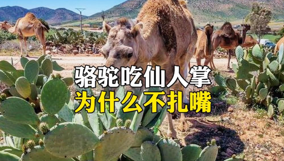 为什么骆驼吃仙人掌不怕扎嘴？-吾尤客