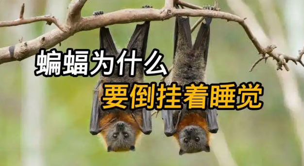 为什么蝙蝠要倒着睡觉？-吾尤客