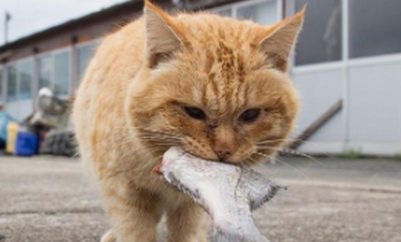 猫为什么喜欢吃鱼？猫不怕鱼刺？-吾尤客