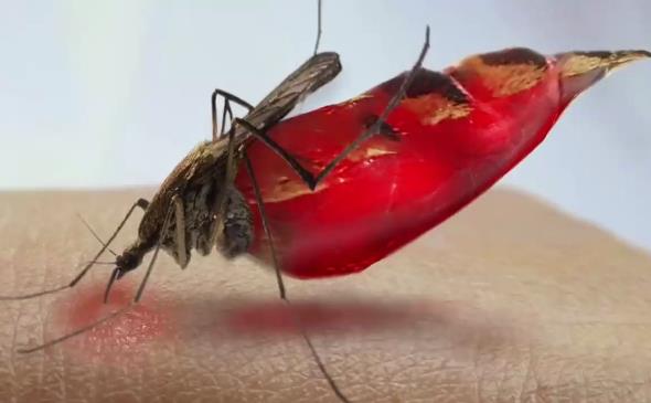 一群蚊子能把人血吸干吗？-吾尤客