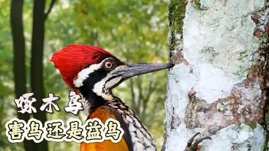 啄木鸟是不是益鸟？-吾尤客