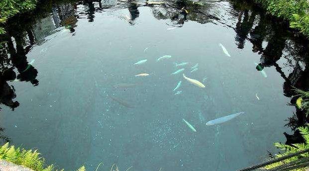 为什么池塘有水就有鱼？-吾尤客