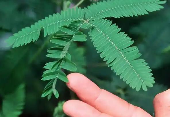 如果一直用手戳含羞草会怎么样？-吾尤客