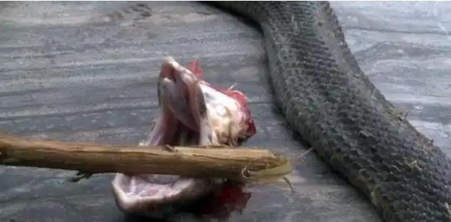 为什么蛇的头砍下来了还会动？-吾尤客