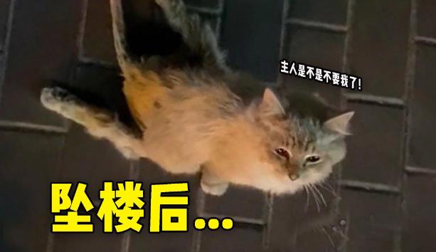 为什么有些猫坠楼不会死？-吾尤客