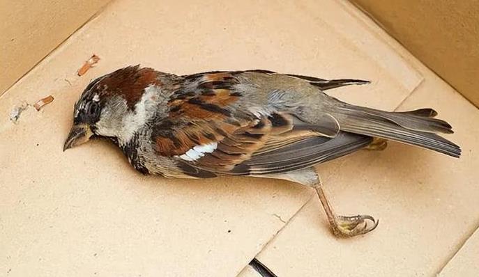 麻雀养不活的终极原因揭秘-吾尤客