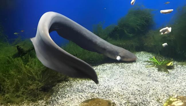 电鳗会被自己，或被同类电死吗？-吾尤客