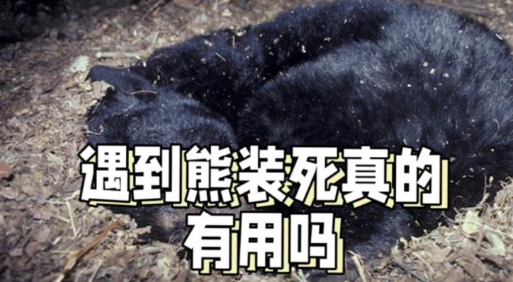 遇到熊装死有用吗？-吾尤客