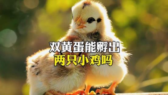 双黄蛋能孵出两只小鸡吗？-吾尤客