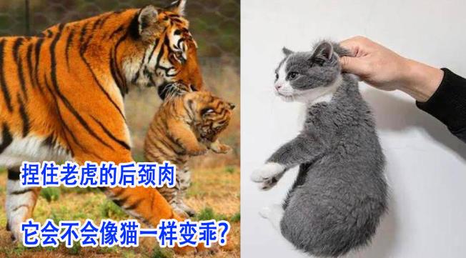 捏住老虎后颈，会像猫咪一样变乖吗？-吾尤客
